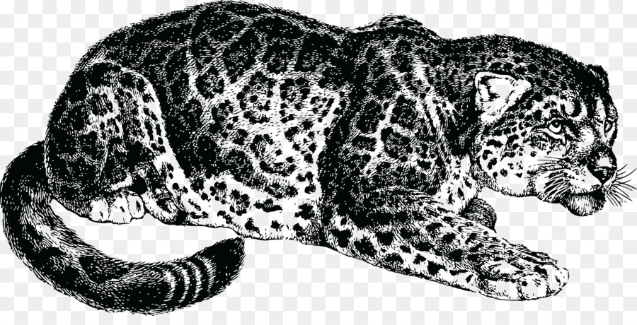 Leopardo，Salvaje PNG