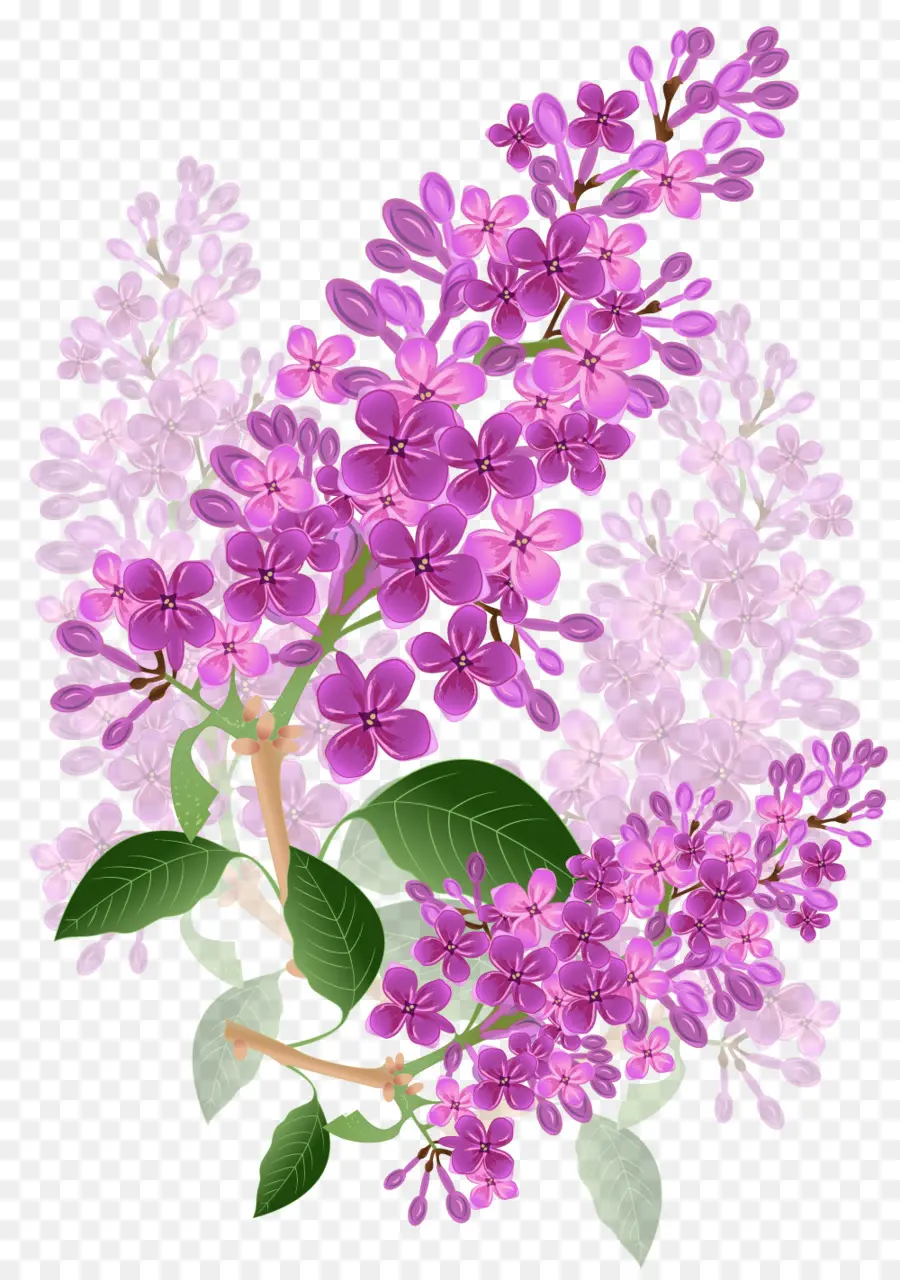 Flores Moradas，Lila PNG