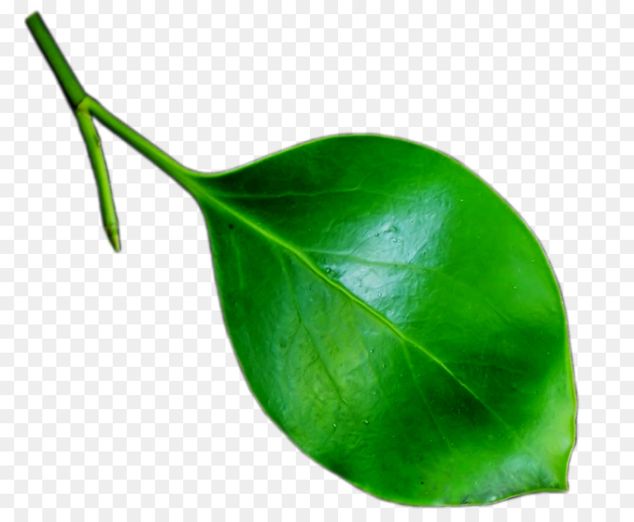 Hoja，Vástago PNG