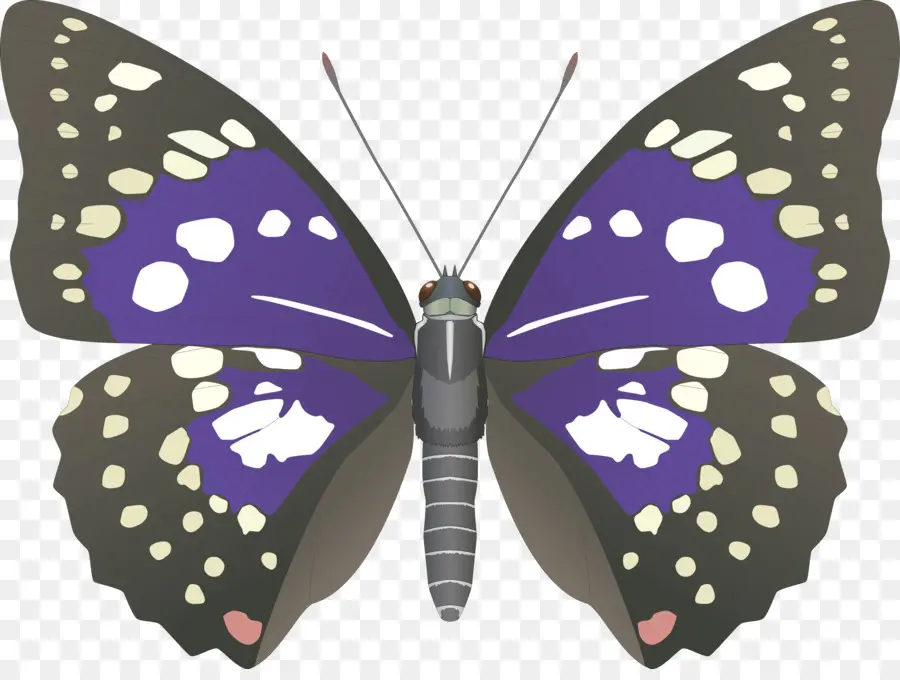 Mariposa，Japón PNG