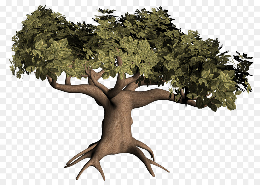 árbol，Raíz PNG