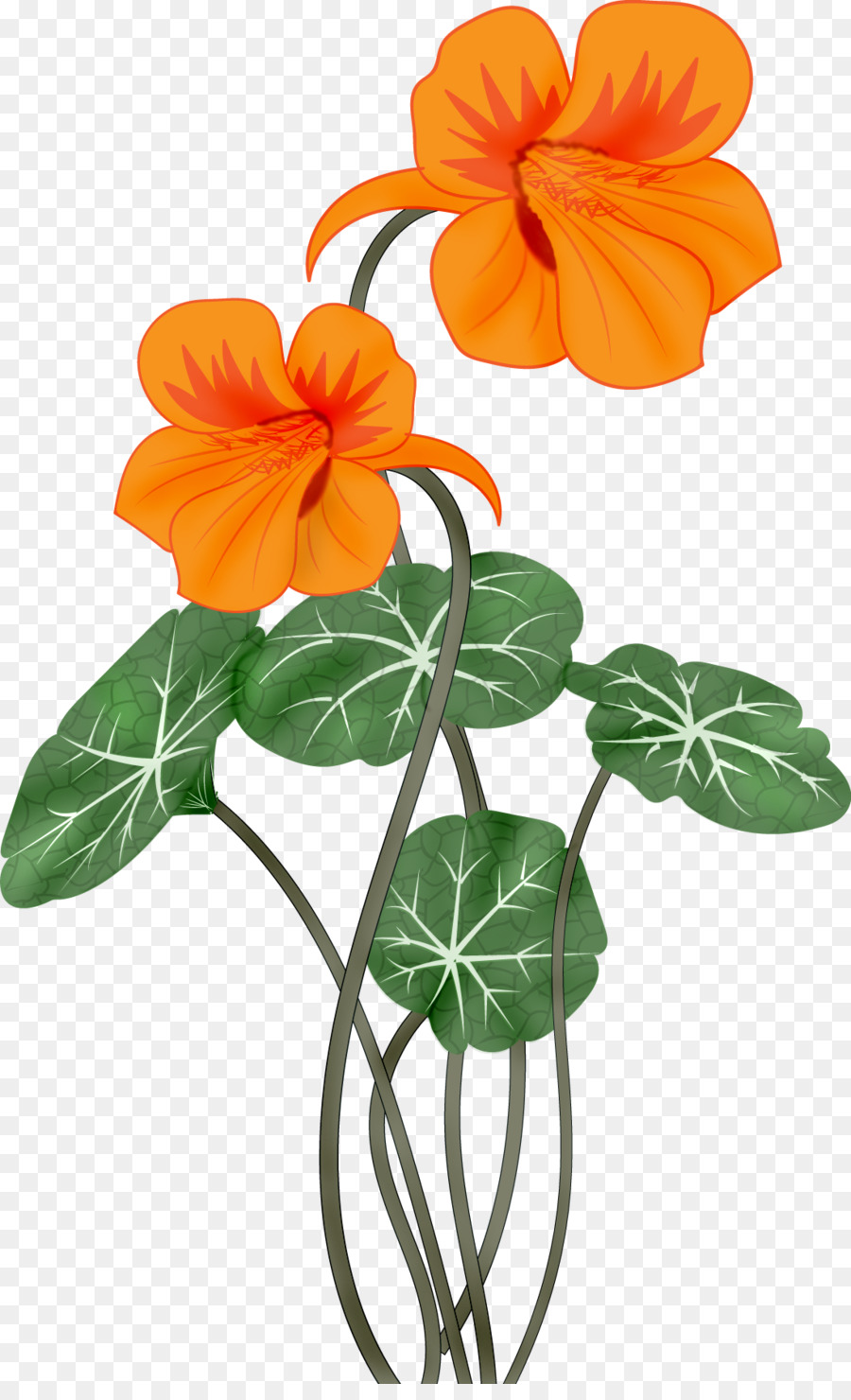 Flor，Dibujo PNG