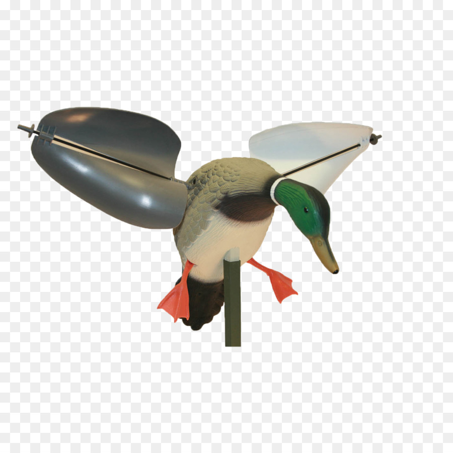 El ánade Real，Pato PNG