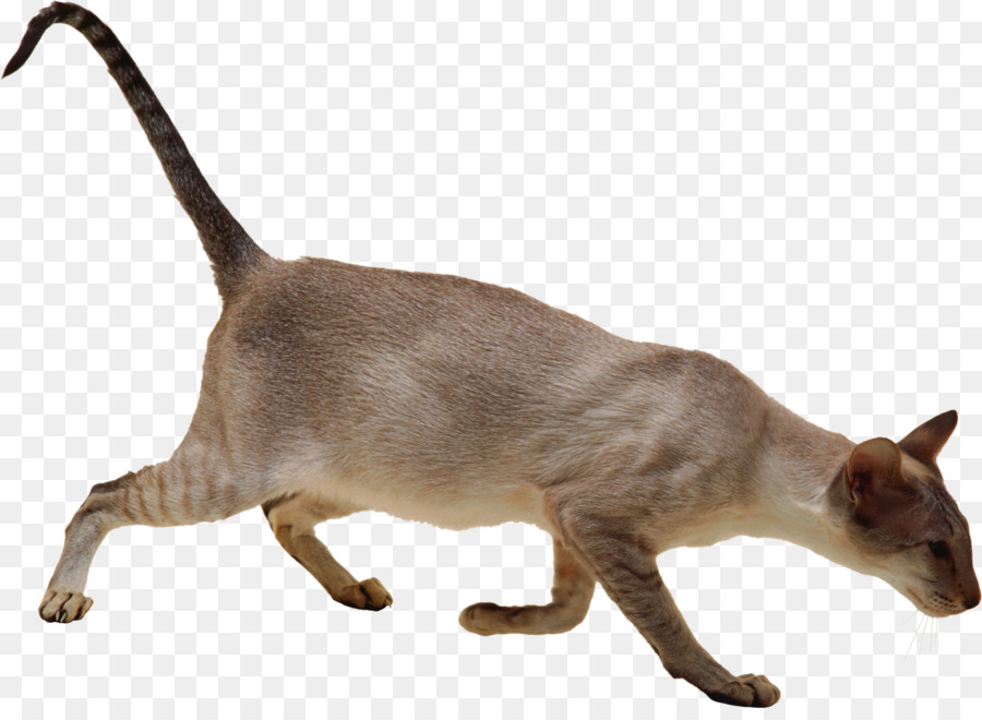 Gato Marrón，Mascota PNG