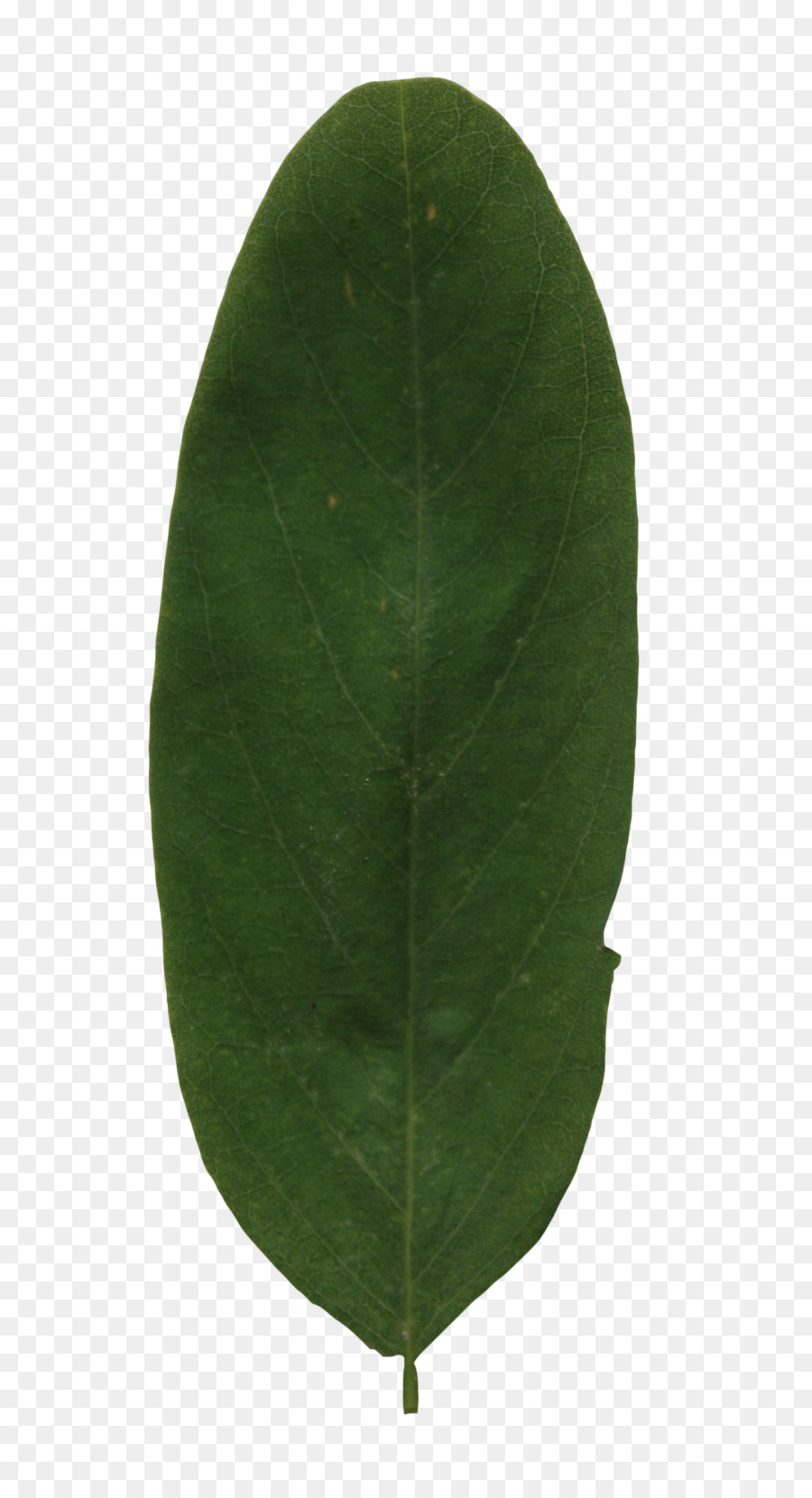 Hoja，Verde PNG