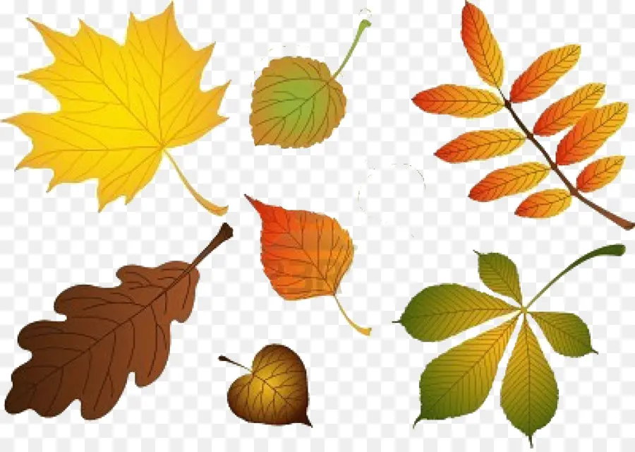 Hojas De Otoño，Caer PNG