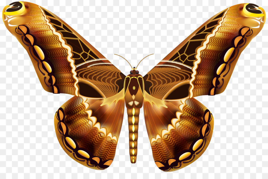 Mariposa，Color PNG