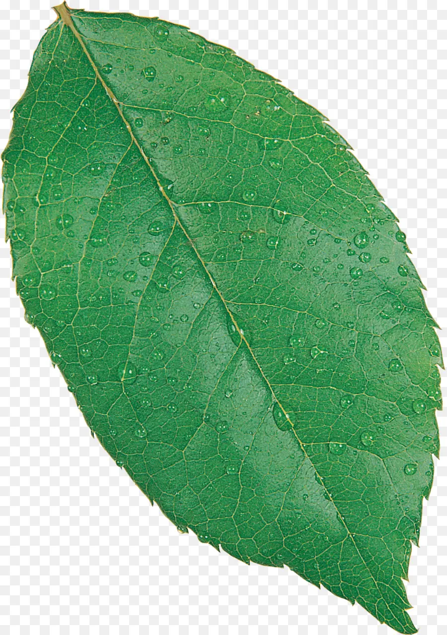 Fagus Grandifolia，Haya Europea PNG