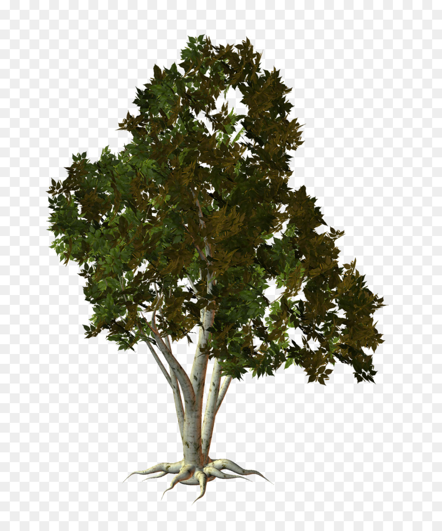 árbol，Roble PNG