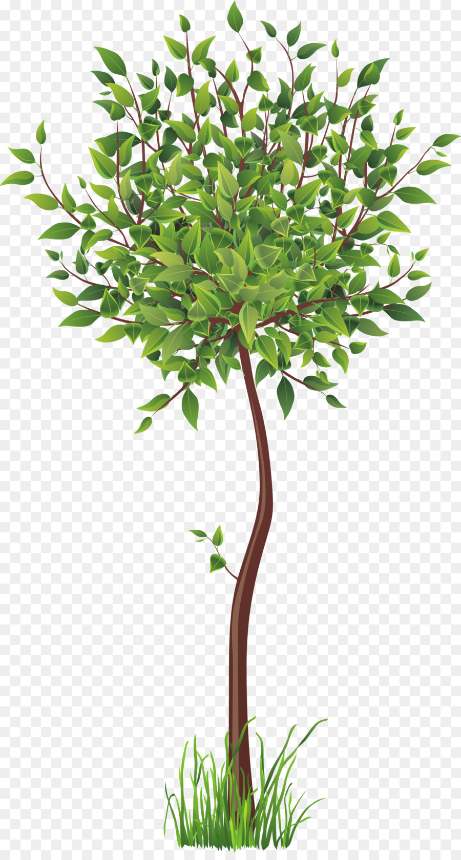 Raíz，árbol PNG