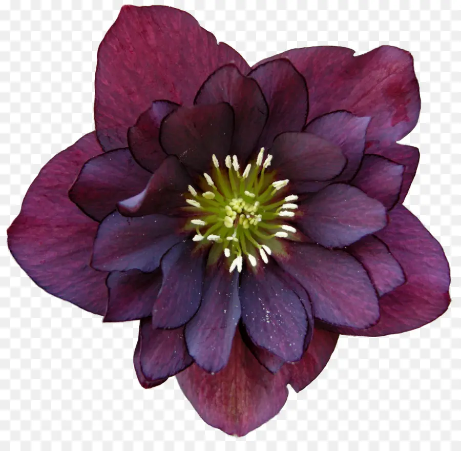 Helleborus Negro，Helleborus Oriental PNG