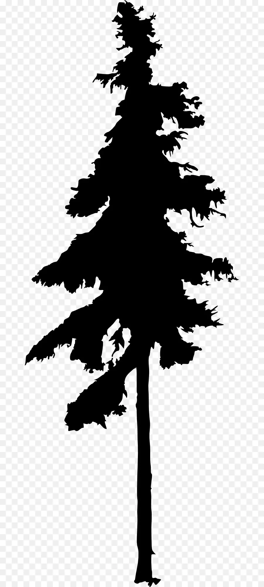 Fir，árbol PNG