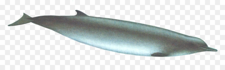 Ballena，Océano PNG