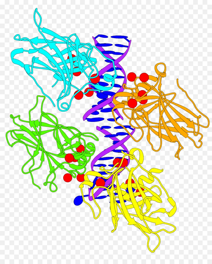La Proteína，Estructura PNG