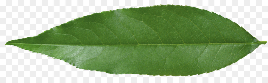 Hoja Verde，Naturaleza PNG