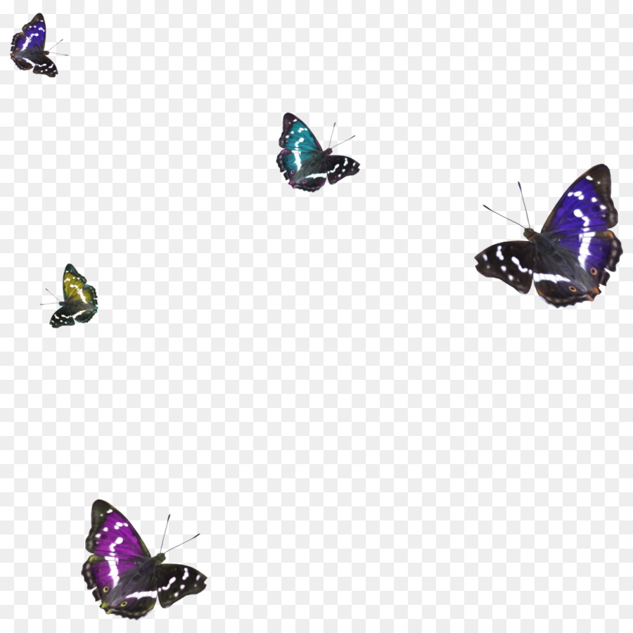 Mariposas，Vuelo PNG