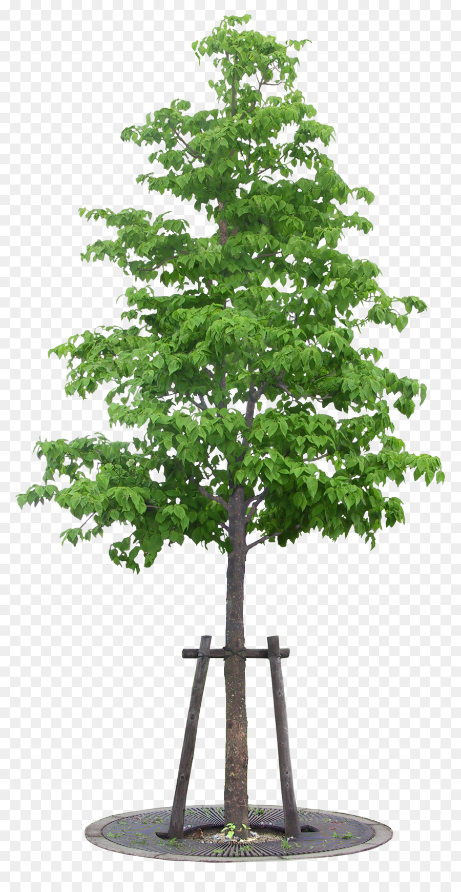 Vetri Maalai Matrimonio，árbol PNG