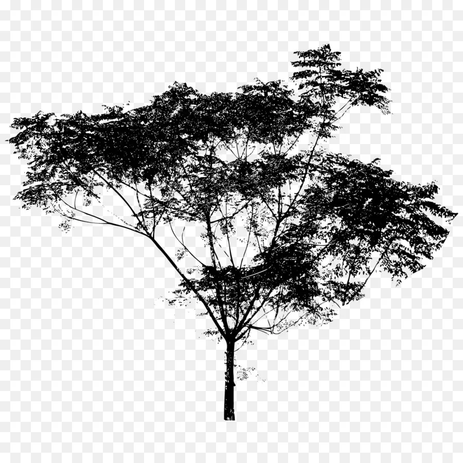 Silueta De Arbol，Sucursales PNG