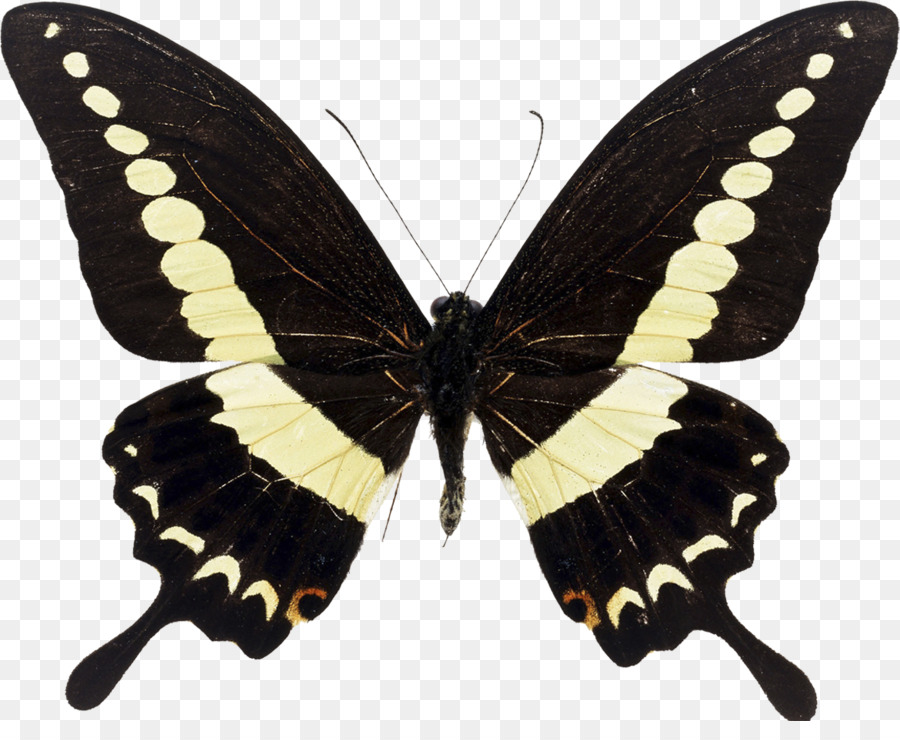 Mariposa Negra，Alas PNG