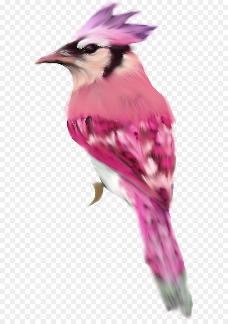 Pájaro，Rojo PNG