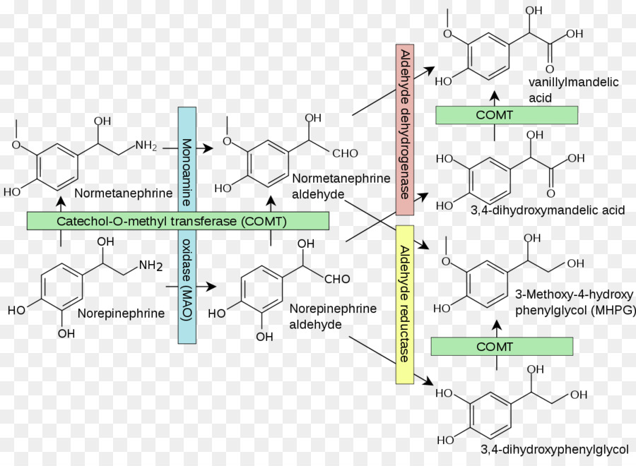 Estructura Química，Molécula PNG