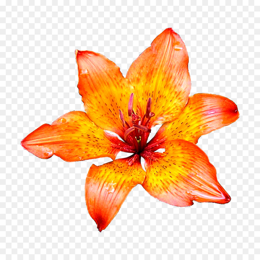 Flor，Fondo De Escritorio PNG