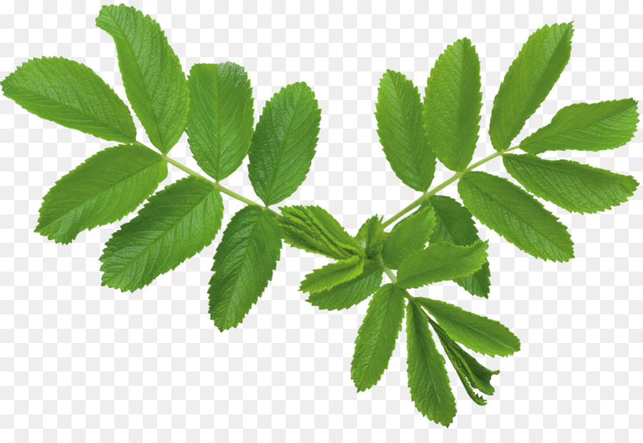 Planta，Hoja PNG