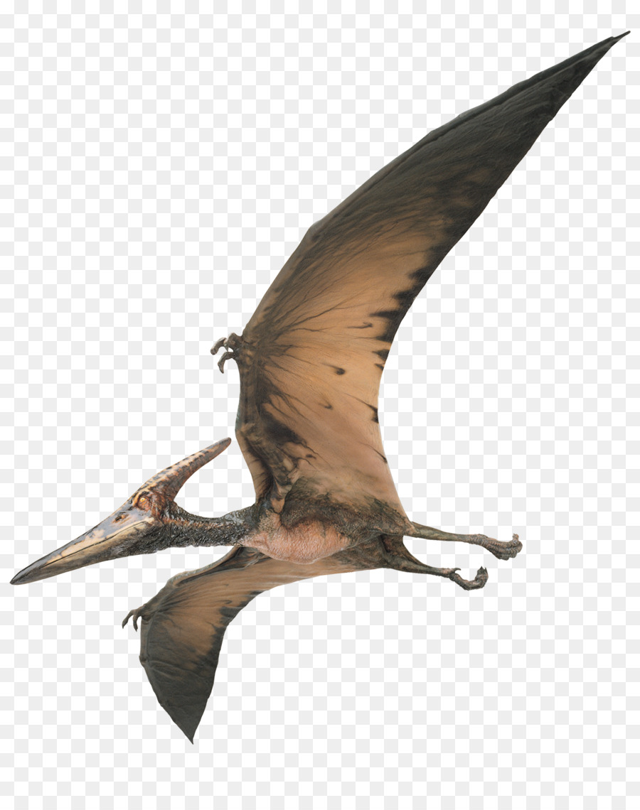 Pterodáctilo，Vuelo PNG