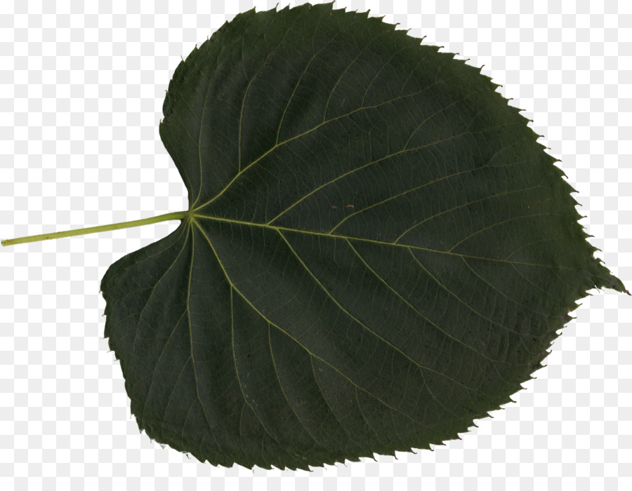 Hoja，Planta PNG