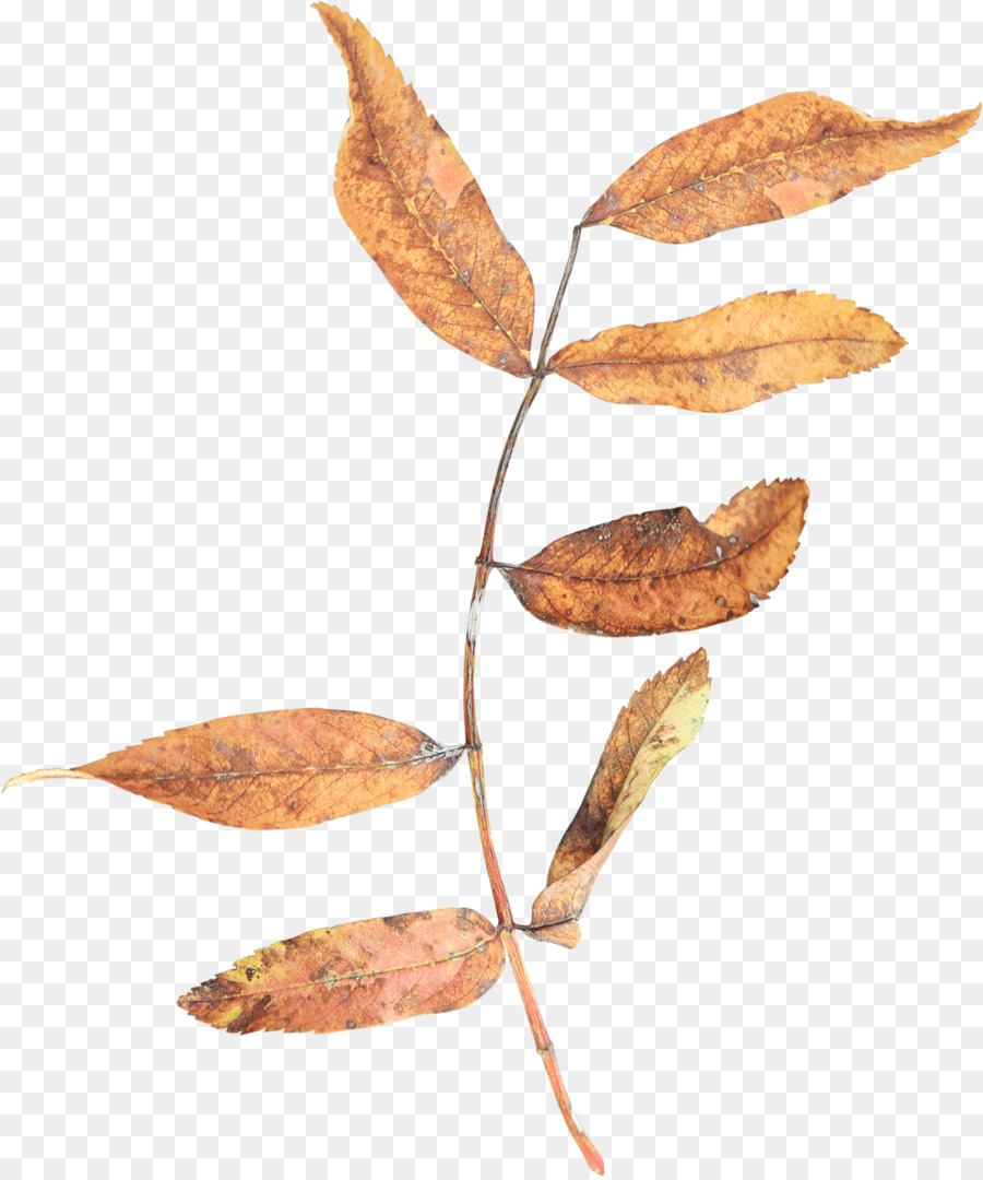 Hoja，Rama PNG