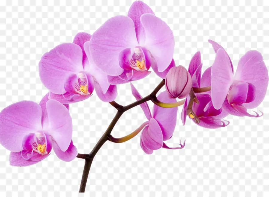 Las Orquídeas，Flor PNG