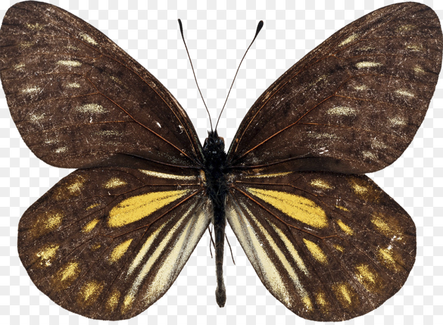 Mariposa，Insecto PNG