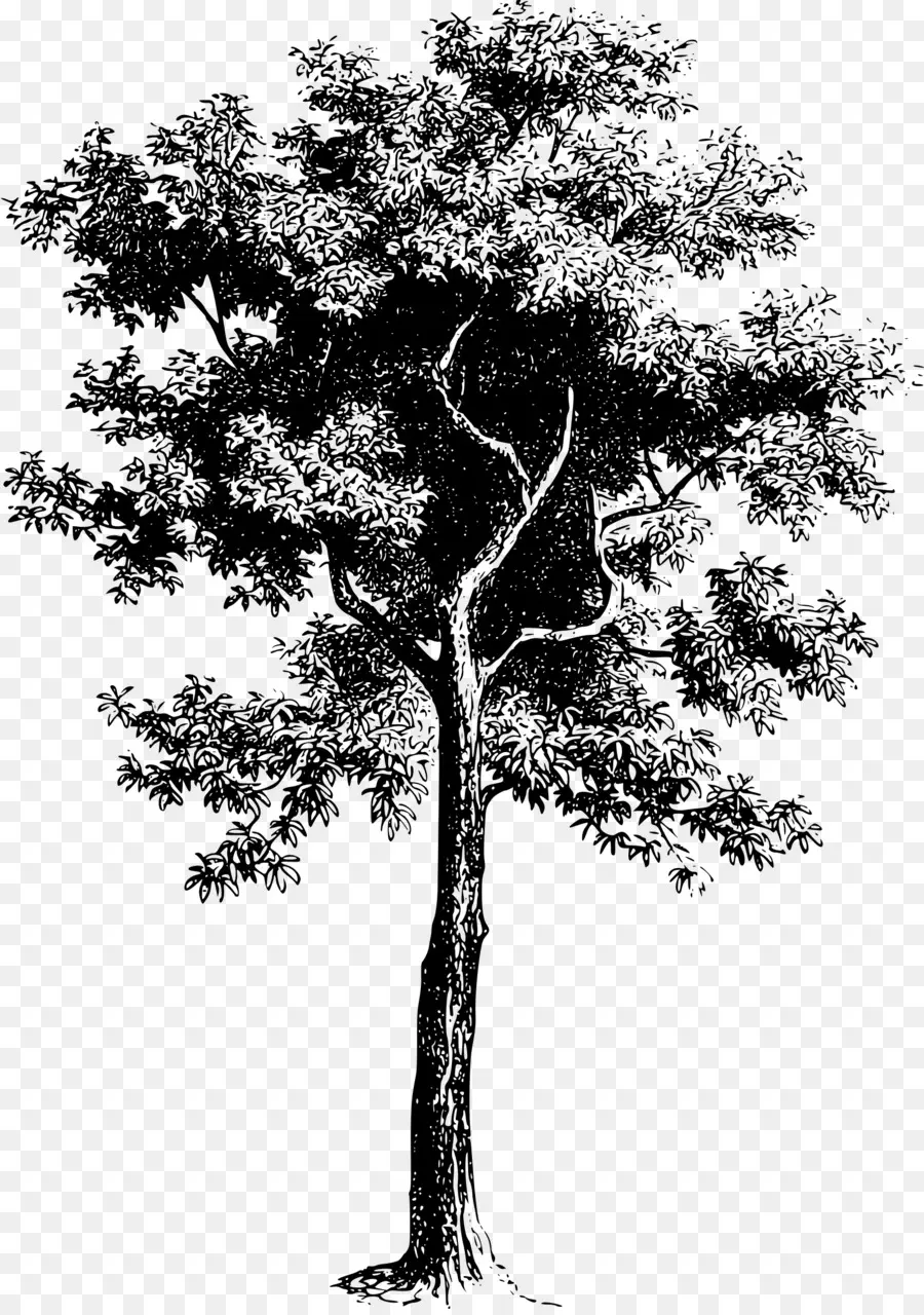 árbol，Dibujo PNG