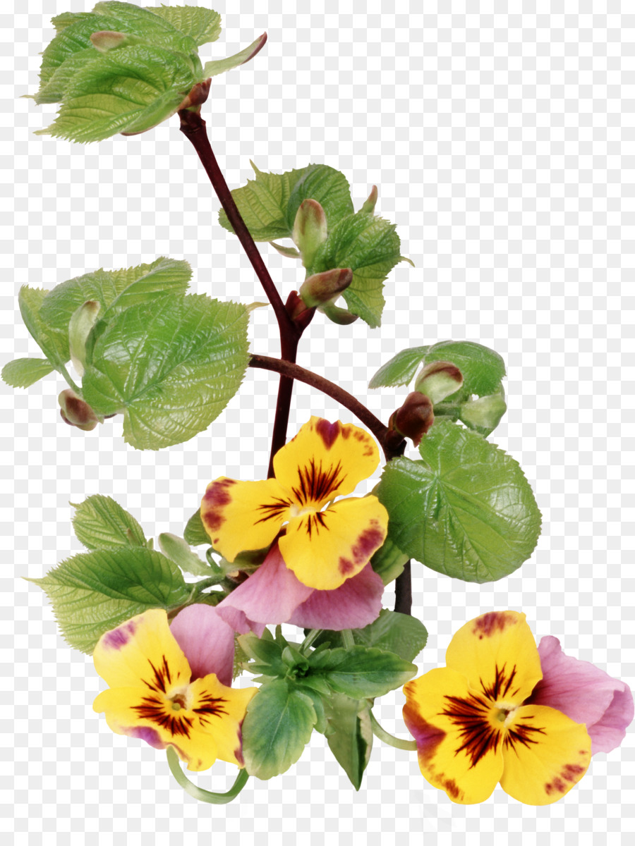 Pansy，Postscript Encapsulado PNG