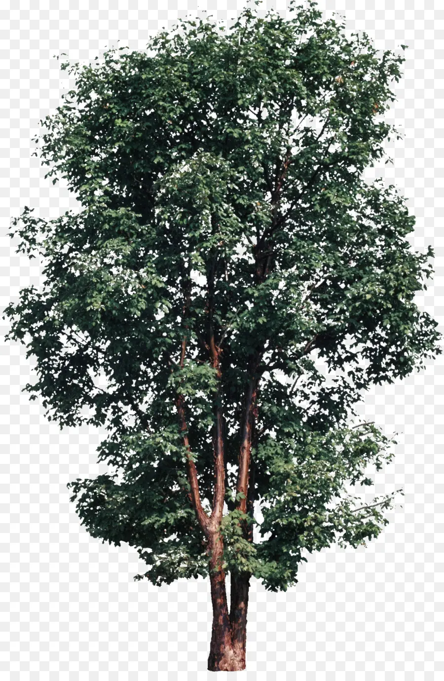 árbol，Sycamore Maple PNG