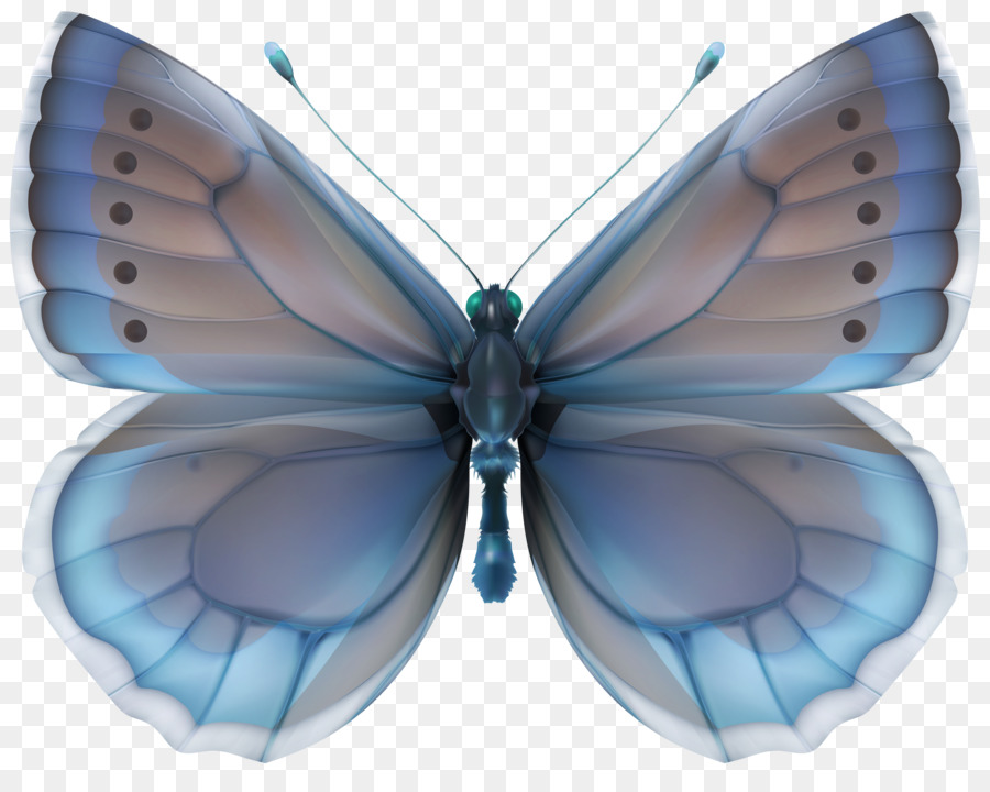 Mariposa，Fondo De Escritorio PNG