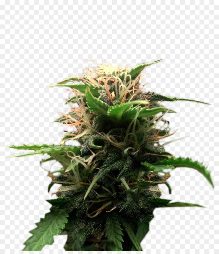 Cannabis Feminizado，Planta PNG