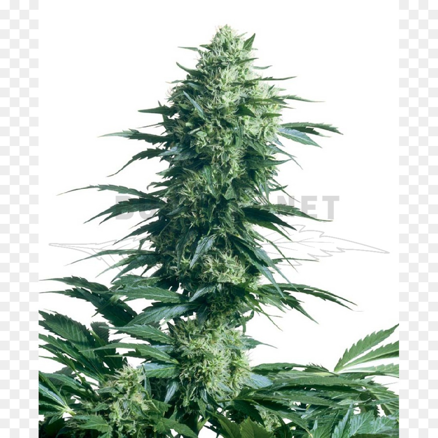 Sensi Seeds，El Cannabis PNG