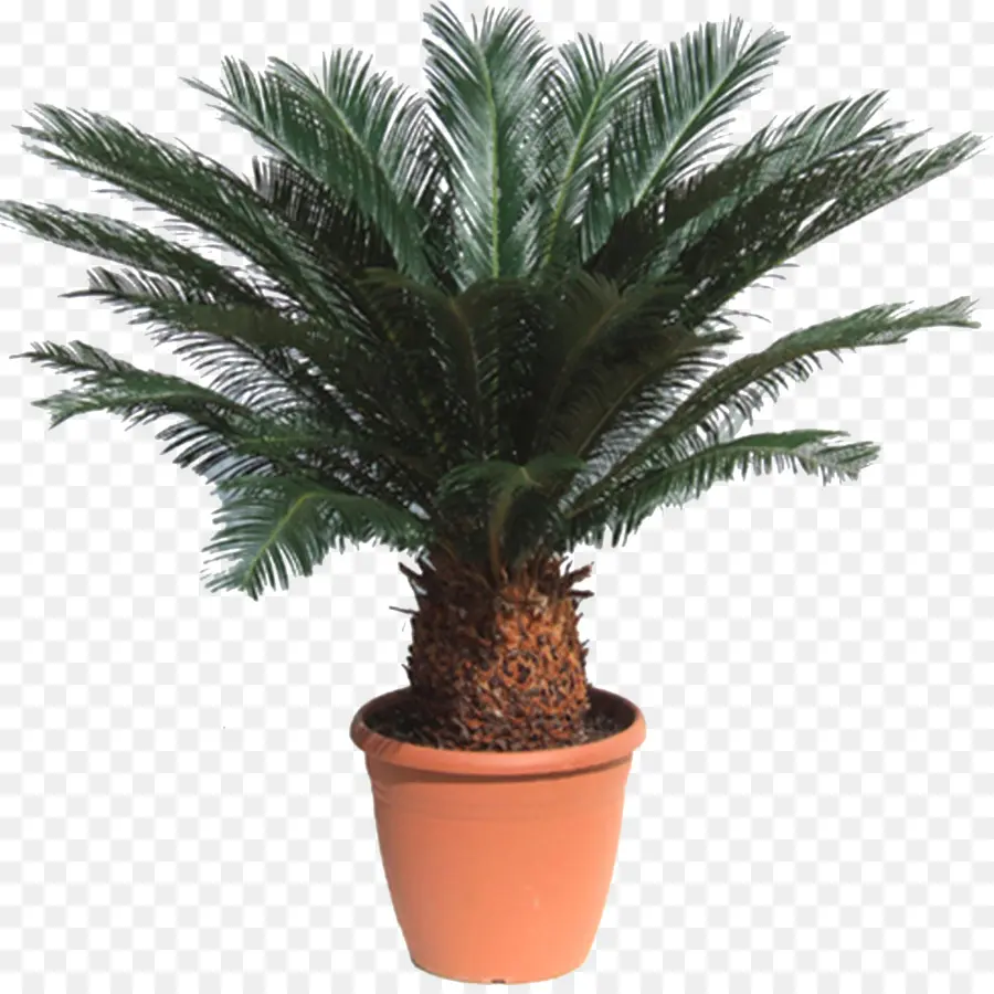 Sago Palm，Cycadas PNG