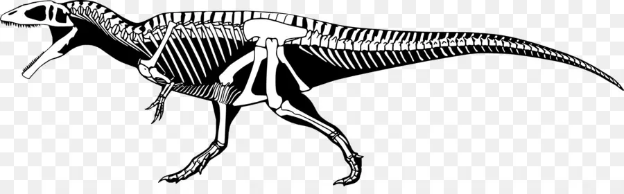 Carcharodontosaurus，Mapusaurus PNG