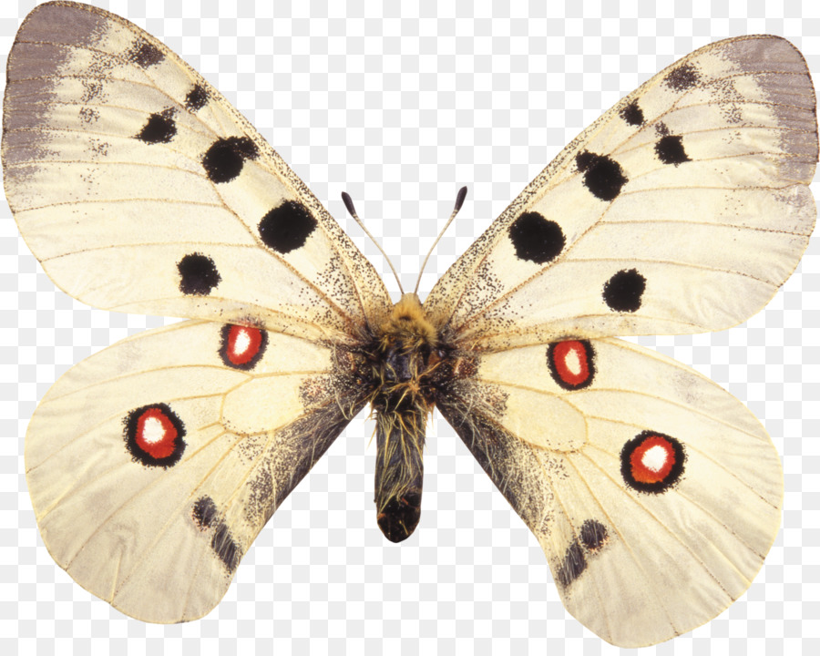 Mariposa，Apolo PNG