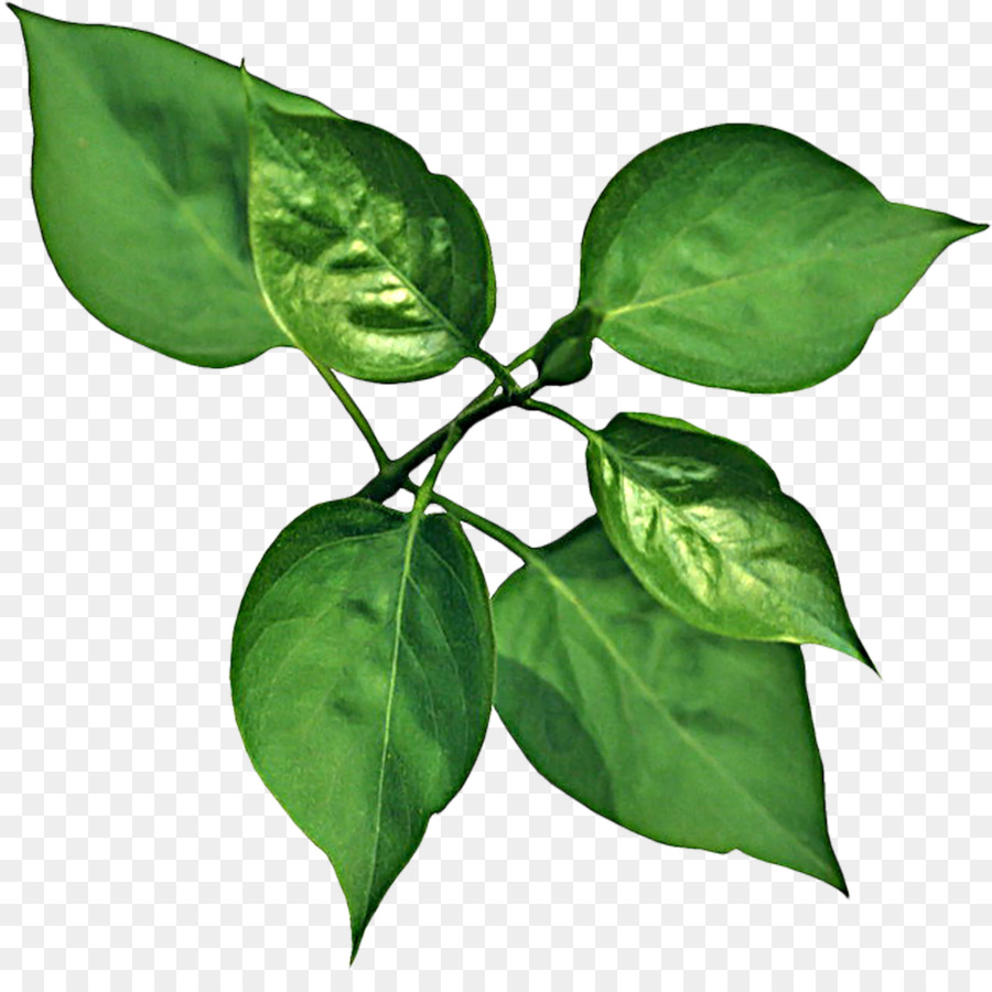 Hojas Verdes，Naturaleza PNG