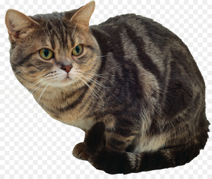 Gato，Atigrado PNG