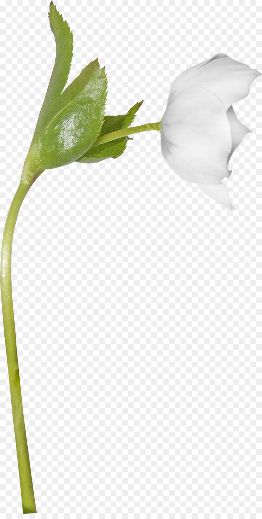 Tulipán Blanco，Hojas Verdes PNG