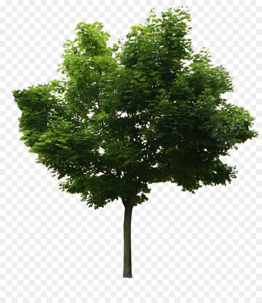 árbol，Número Mágico PNG