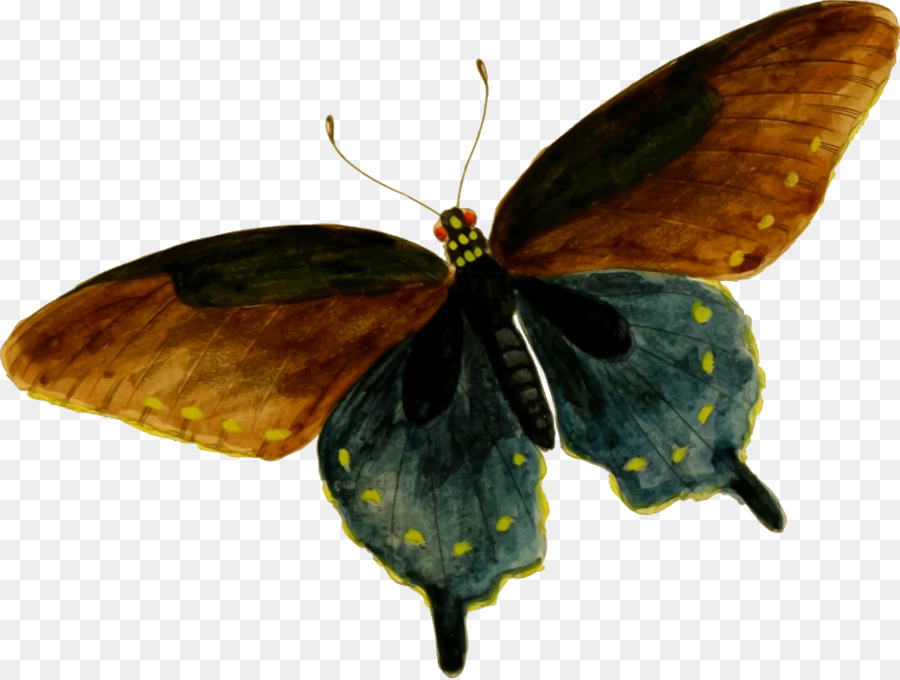 Mariposa，Rojo PNG