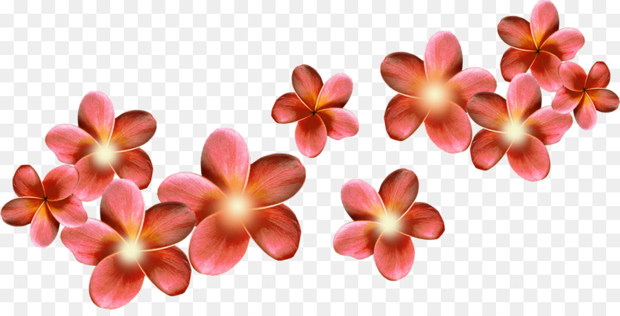 Flores，Florecer PNG