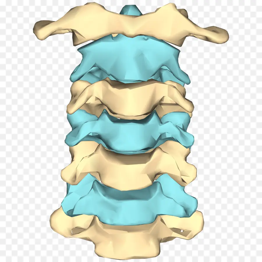 Vertebra Cervical，La Columna Vertebral PNG