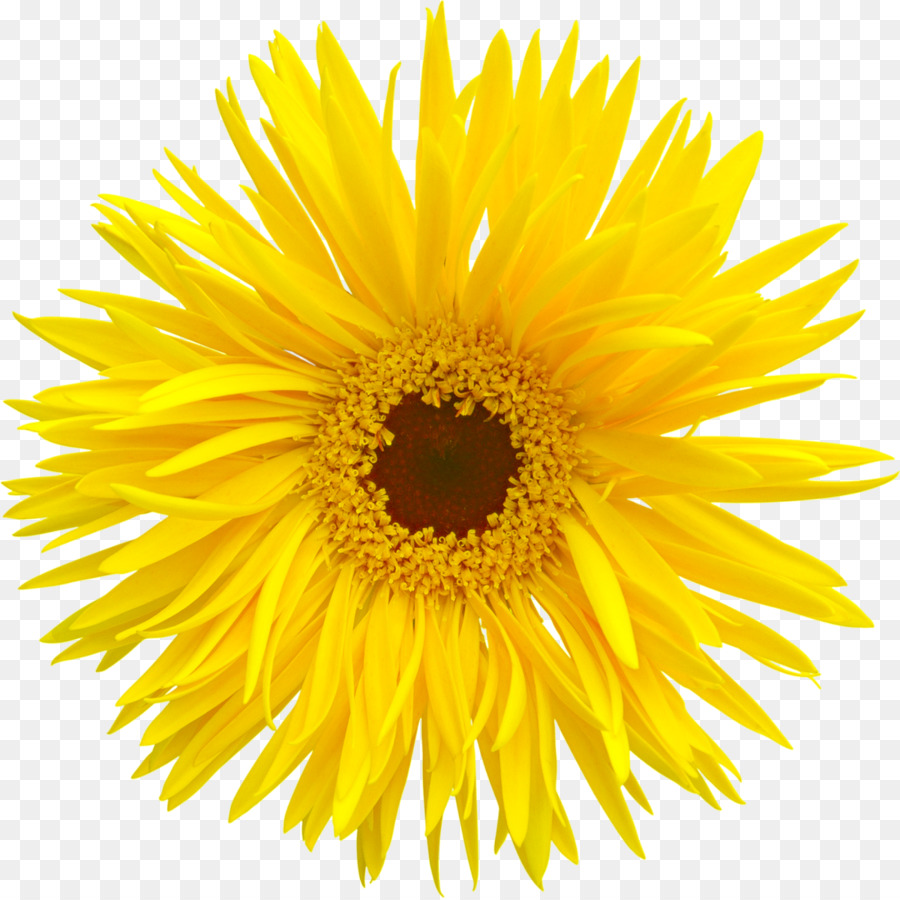 Girasoles，Flores PNG