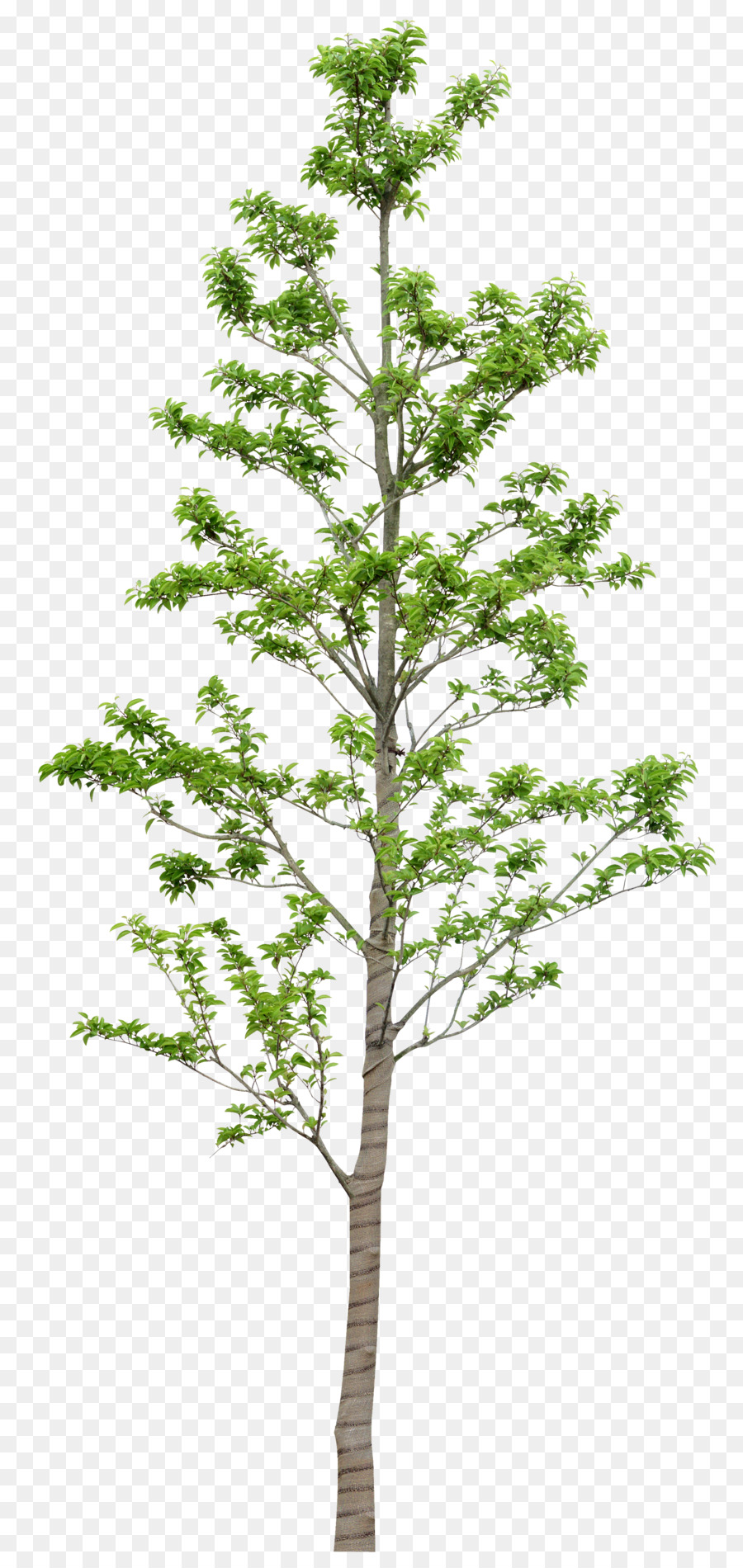 árbol，Hoja PNG